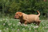 DOGUE DE BORDEAUX 240